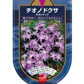 花球根 チオノドクサ ギガンティア(ルシリアエ) 【花球根 10球】|花球根|球根類