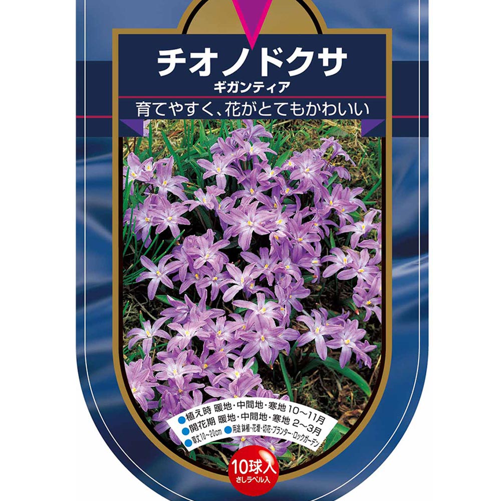 花球根 チオノドクサ ギガンティア(ルシリアエ) 【花球根 10球】
