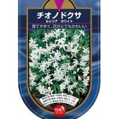 花球根 チオノドクサ ルシリア ホワイト 【花球根 10球】|花球根|球根類
