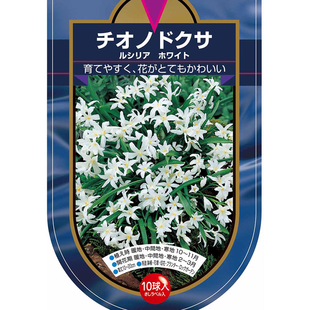 花球根 チオノドクサ ルシリア ホワイト 【花球根 10球】