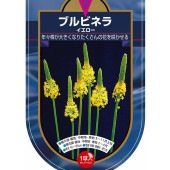 花球根 ブルビネラ イエロー 【花球根 1球】|花球根|球根類