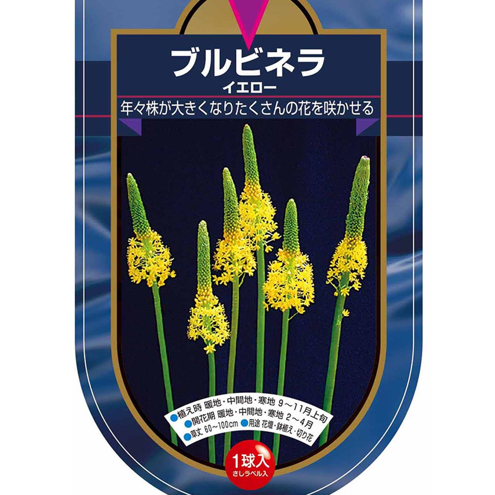 花球根 ブルビネラ イエロー 【花球根 1球】