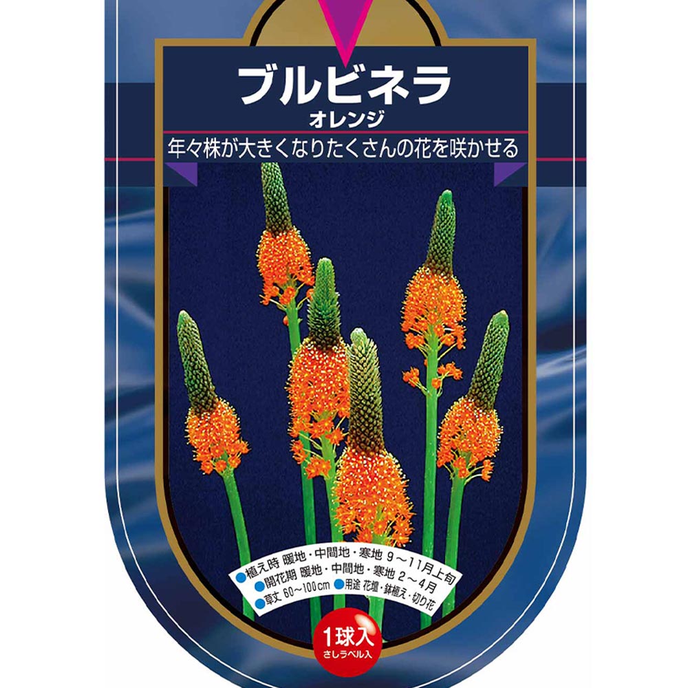 花球根 ブルビネラ オレンジ 【花球根 1球】