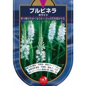 花球根 ブルビネラ ホワイト 【花球根 1球】|花球根|球根類