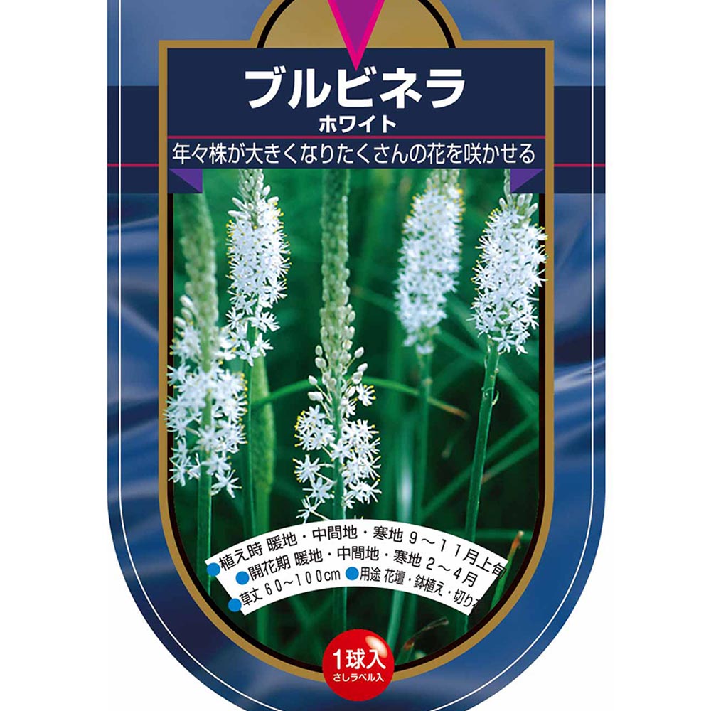 花球根 ブルビネラ ホワイト 【花球根 1球】