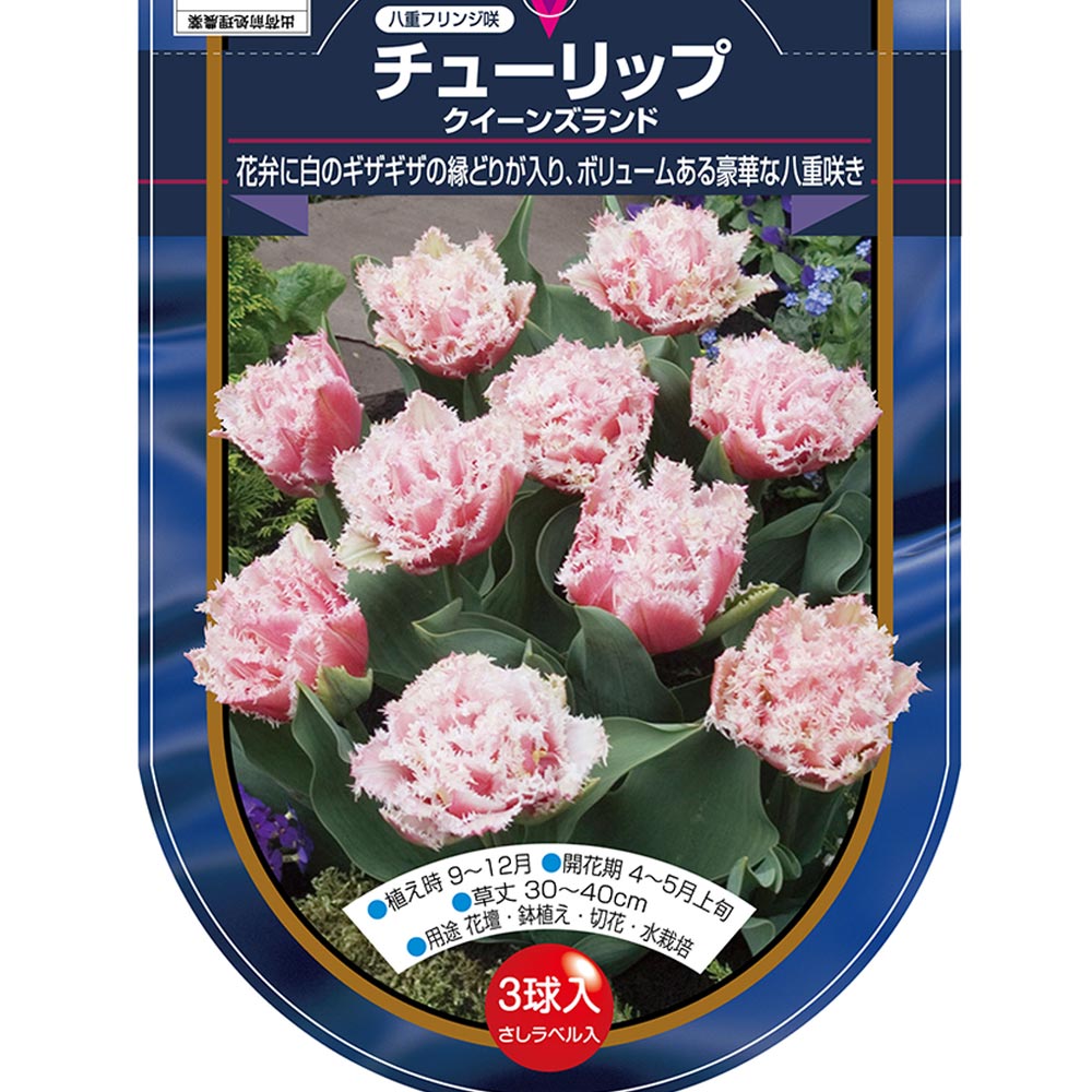 花球根 チューリップ フリンジ咲き クイーンズランド 【花球根 3球】