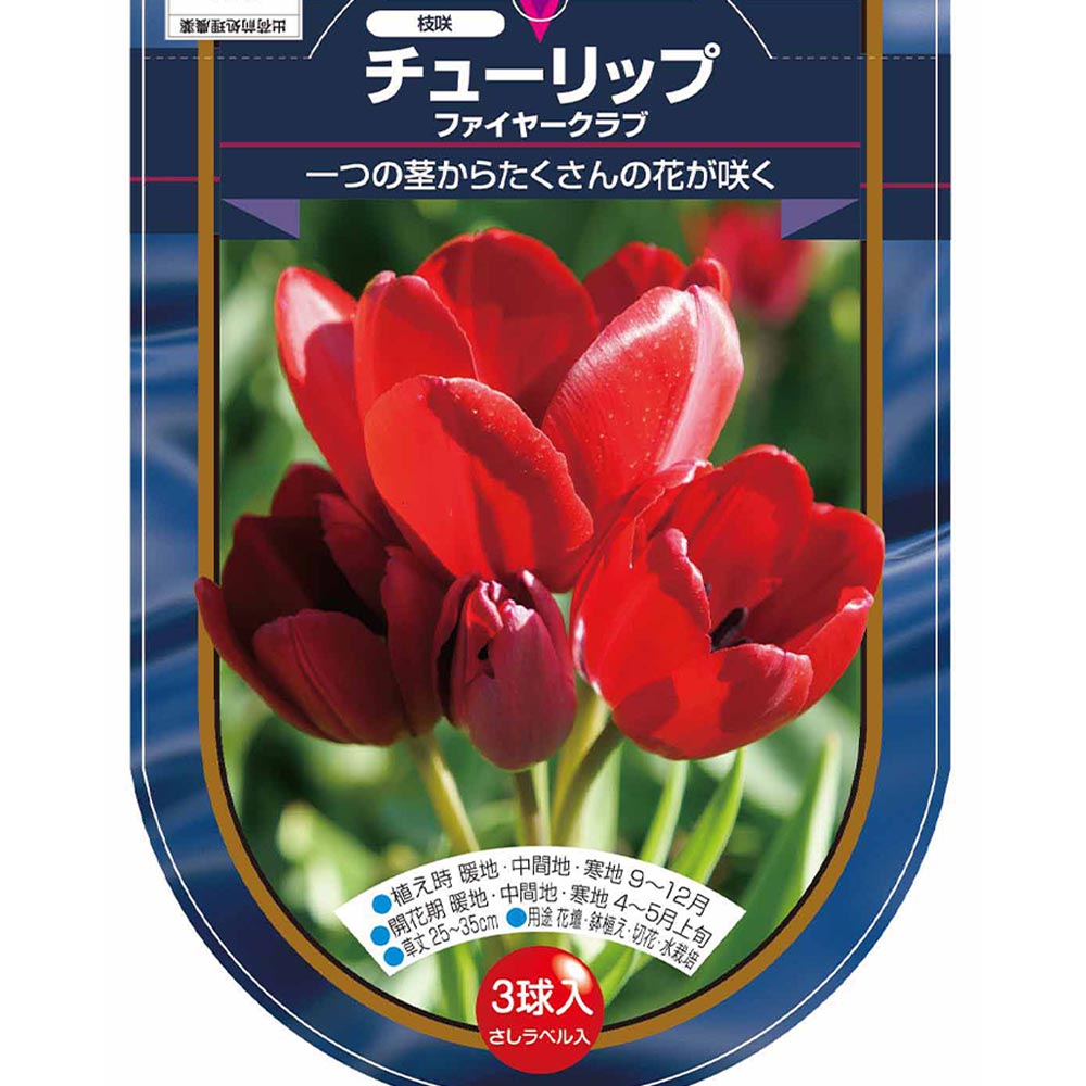 花球根 チューリップ 枝咲き ファイヤークラブ 【花球根 3球】