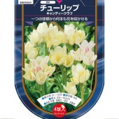 花球根 チューリップ 枝咲き キャンディークラブ 【花球根 4球】|花球根|球根類