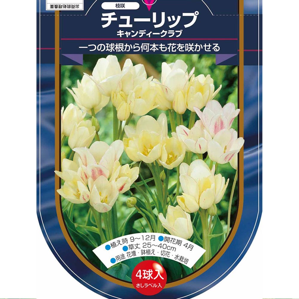 花球根 チューリップ 枝咲き キャンディークラブ 【花球根 4球】