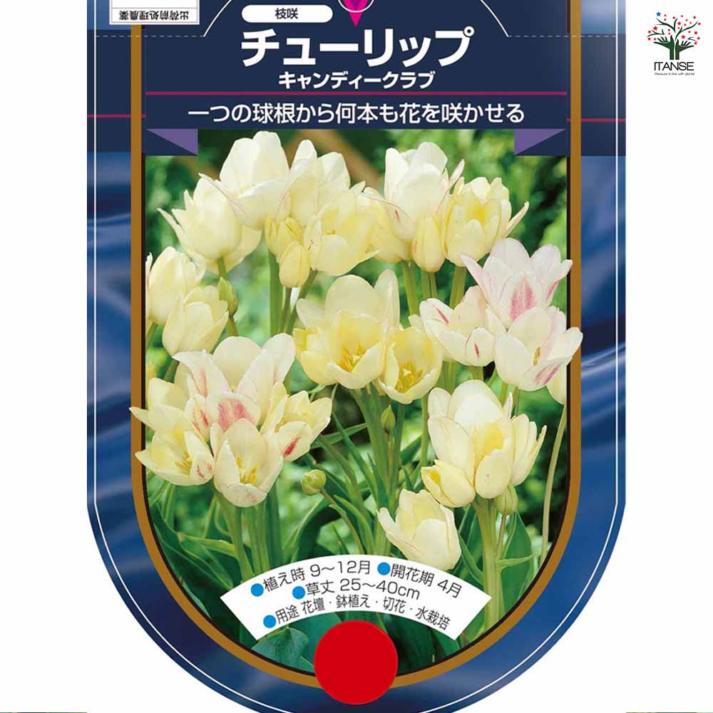 花球根 チューリップ 枝咲き キャンディークラブ 【花球根 3球】
