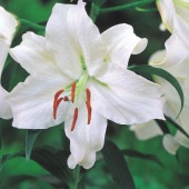 花球根 百合ジャンボ球 北海道産 カサブランカ 【花球根 1球】|花球根|球根類
