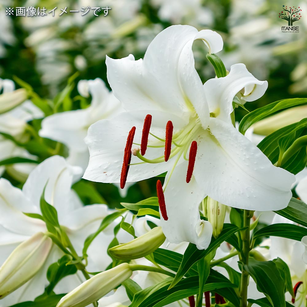 花球根 百合ジャンボ球 北海道産 カサブランカ 【花球根 1球