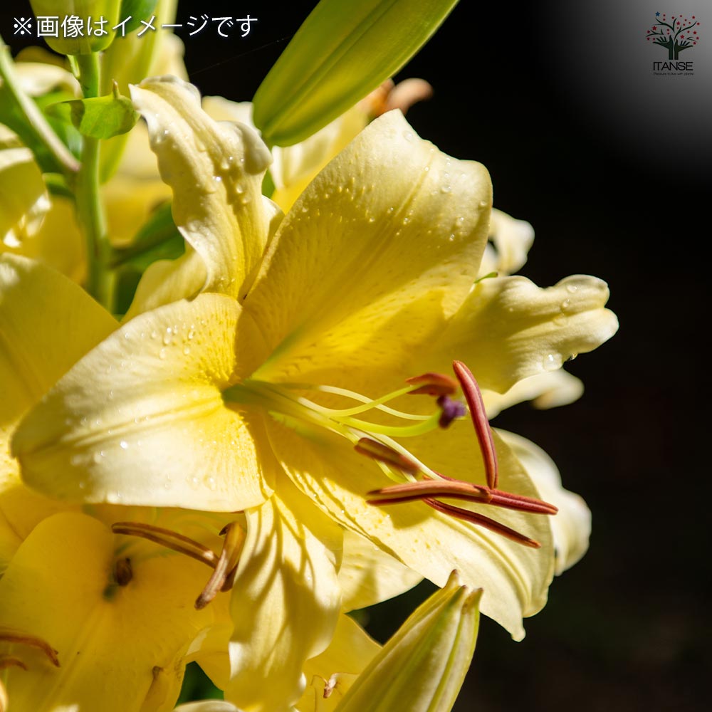 花球根 百合ジャンボ球 北海道産 コンカドール 【花球根 1球