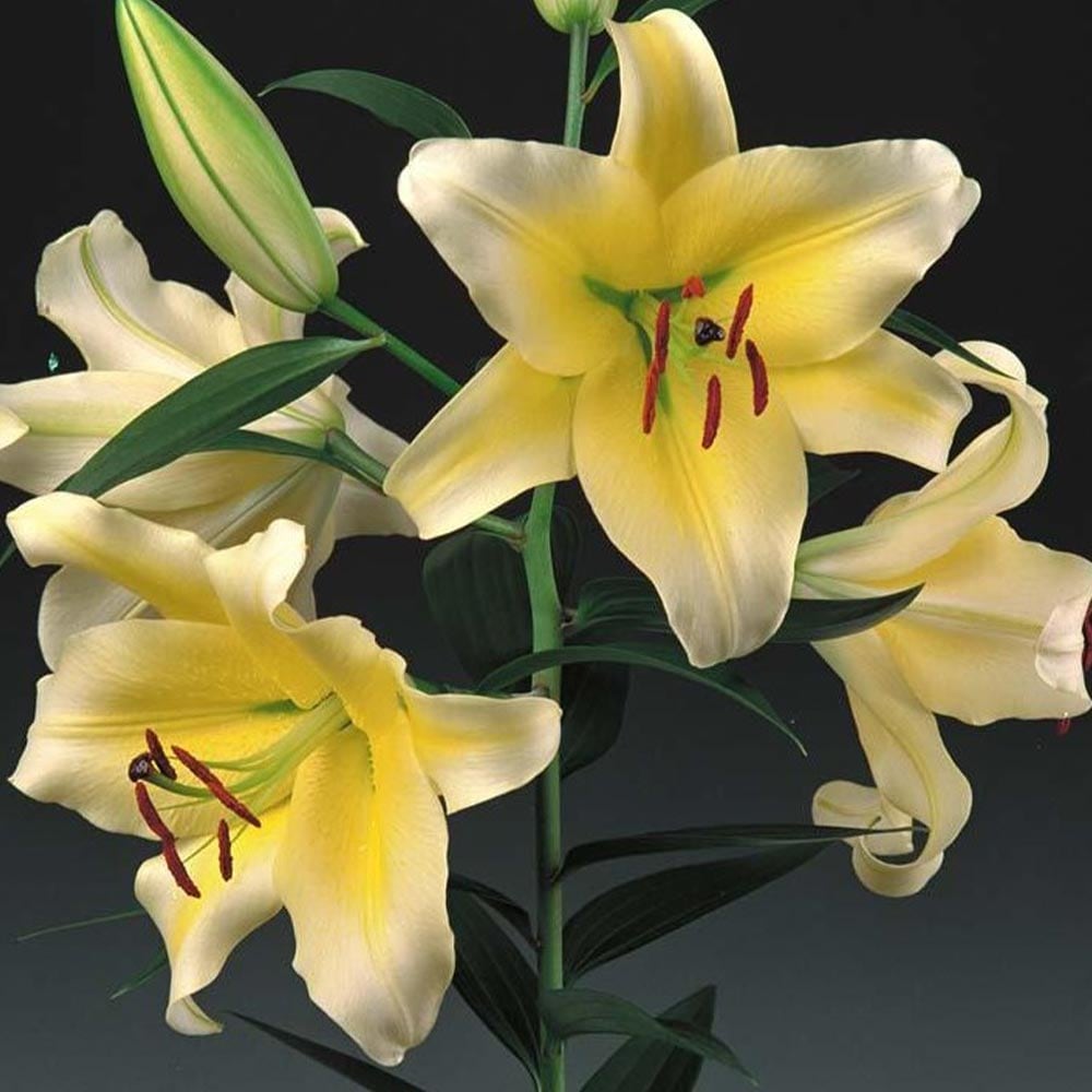 花球根 百合ジャンボ球 北海道産 コンカドール 【花球根 1球】