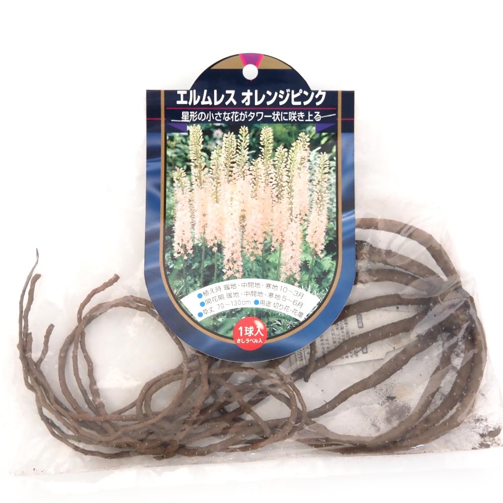 花球根 エルムレス (エレムルス) オレンジピンク 【花球根 1球】