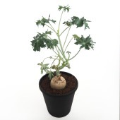 ヤトロファ ベルランディエリ 【多肉植物 4号／1個売り】|多肉植物