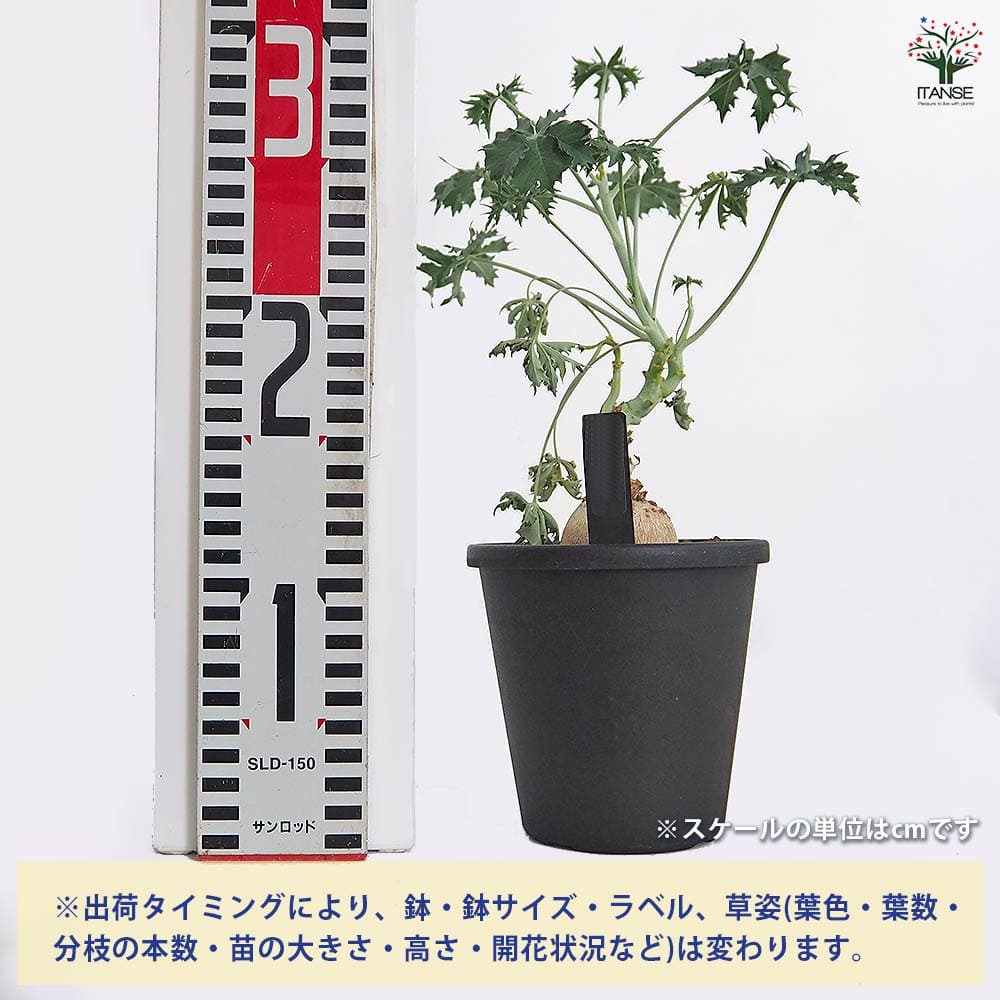ヤトロファ ベルランディエリ 【多肉植物 4号／1個売り】｜ 【植物の