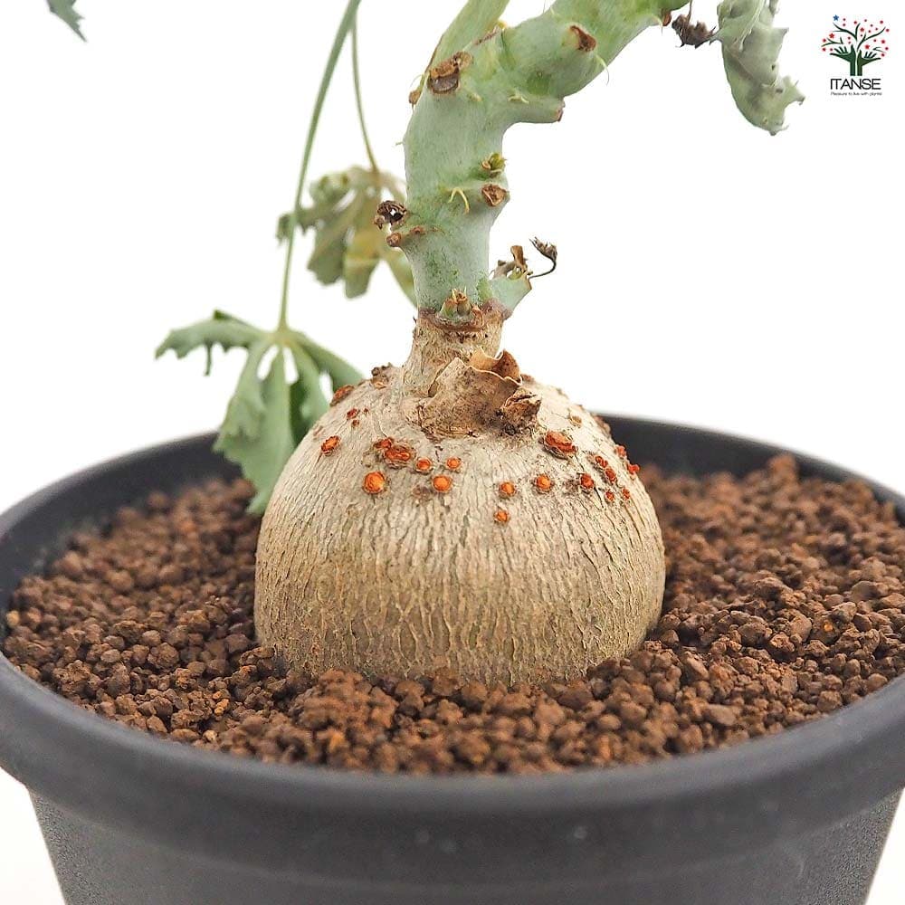 ヤトロファ ベルランディエリ 【多肉植物 4号／1個売り】｜ 【植物の