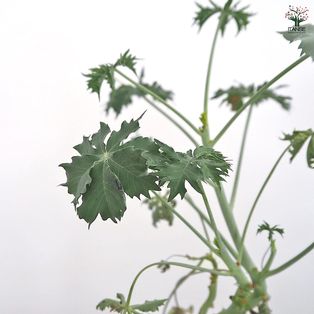 ヤトロファ ベルランディエリ 【多肉植物 4号／1個売り】｜ 【植物の