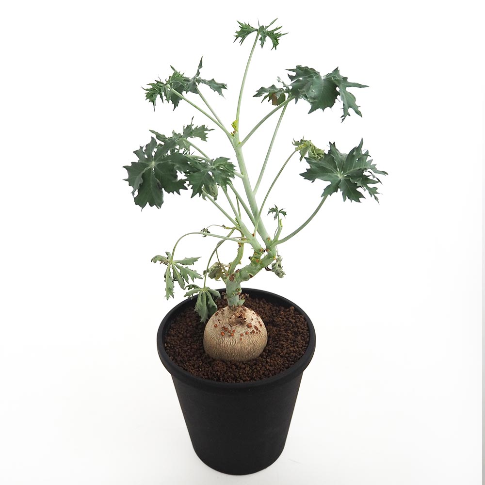 ヤトロファ　ベルランディエリ 園芸ネット本店｜ヤトロファ： ベルランディエリ カタルティカ 4号