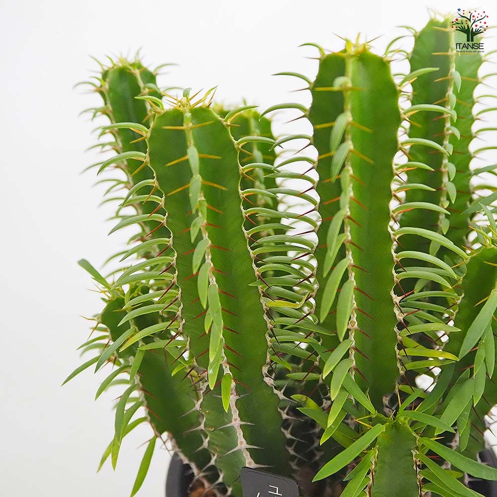 ユーフォルビア ムランジーナ 【多肉植物 4号／1個売り】｜ 【植物の