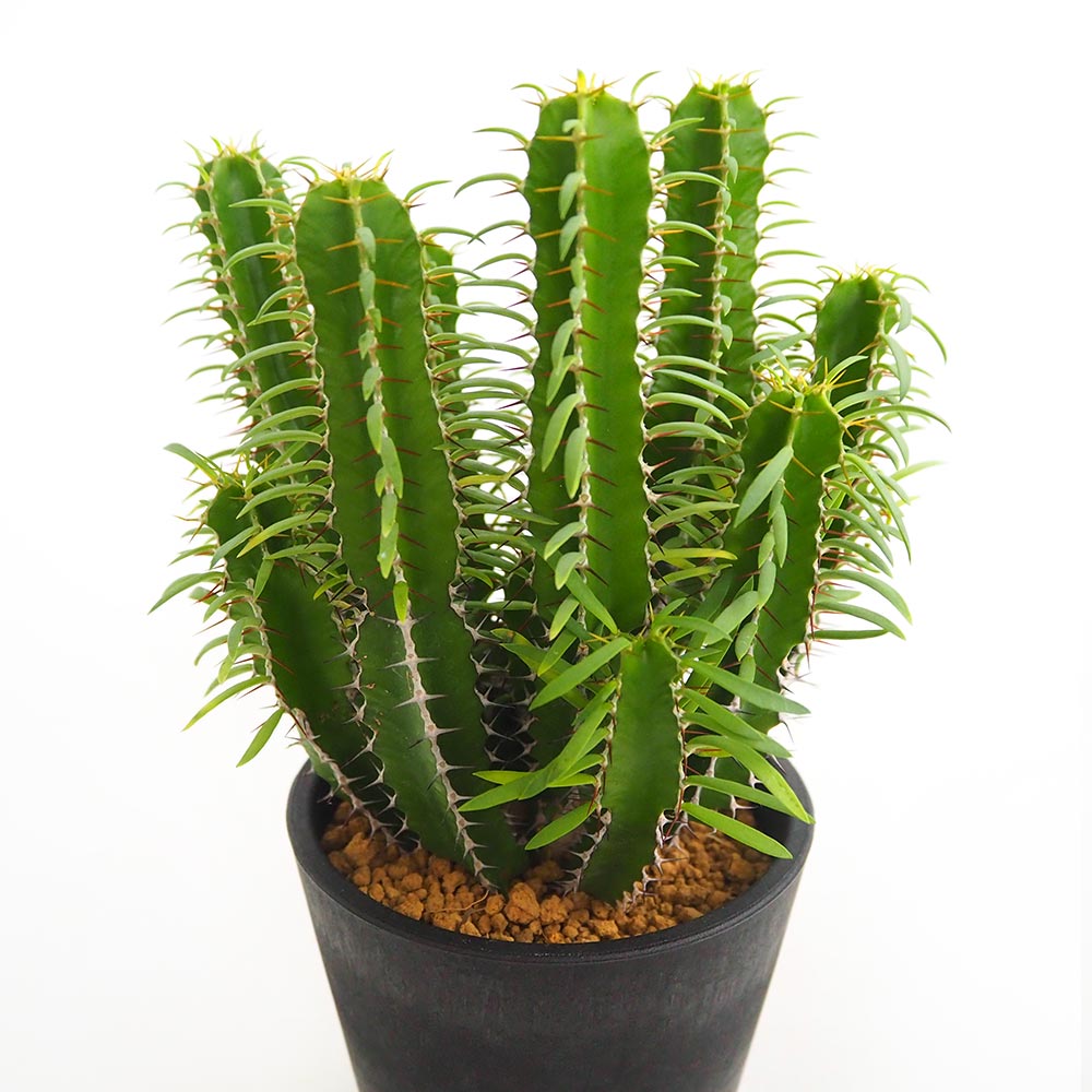 ユーフォルビア ムランジーナ 【多肉植物 4号／1個売り】｜ 【植物の