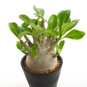 アデニウム ブラック(ゴジラ) 【多肉植物 4号／1個売り】|多肉植物