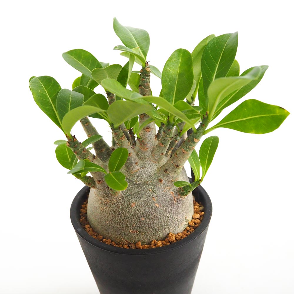 アデニウム ブラック(ゴジラ) 【多肉植物 4号／1個売り】｜ 【植物の