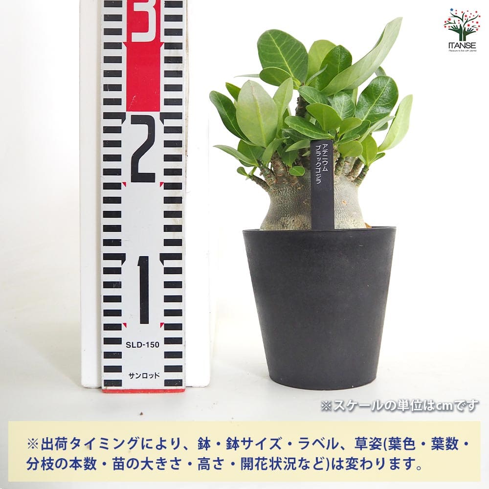 アデニウム ブラック(ゴジラ) 【多肉植物 4号／1個売り】｜ 【植物の