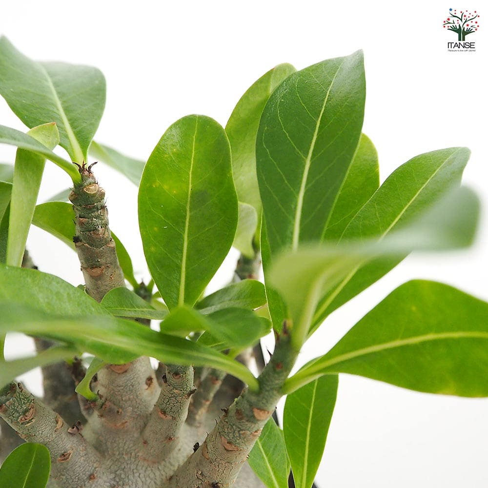 アデニウム ブラック(ゴジラ) 【多肉植物 4号／1個売り】｜ 【植物の