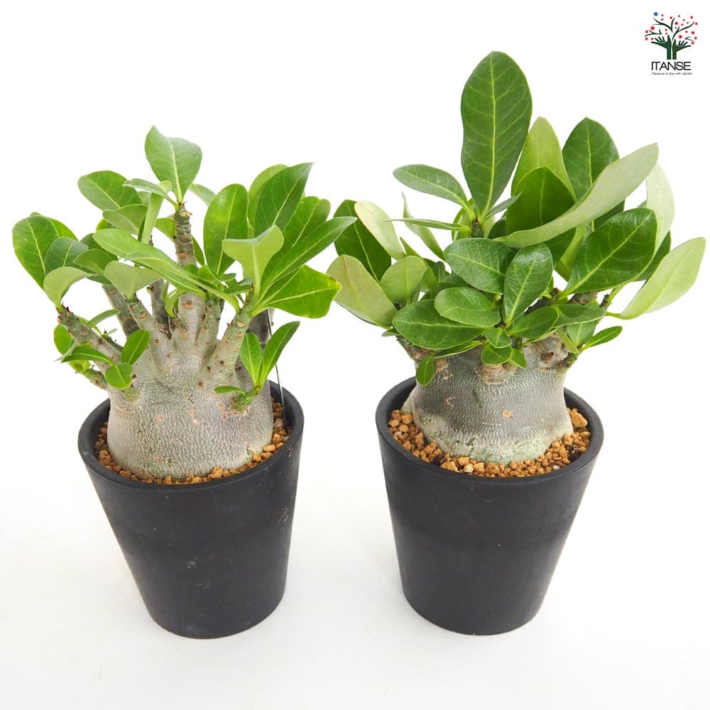 レア株‼︎アデニウム　ブラックゴジラ（希少・美株） アデニウム ブラック(ゴジラ) 【多肉植物 4号／1個売り】｜ 【植物の