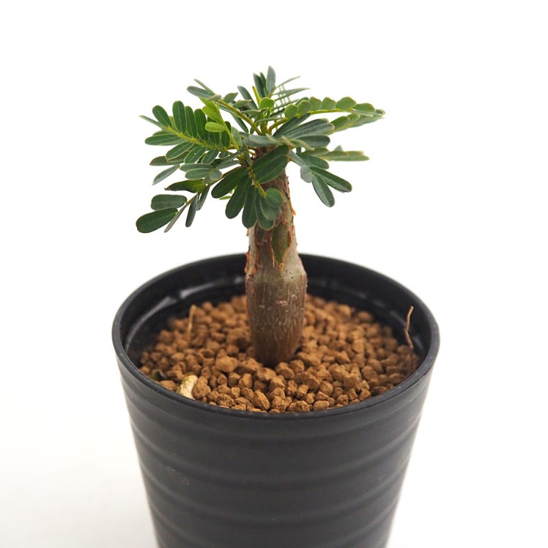 パキポディウム カクチペス 【多肉植物 2号鉢】｜ 【植物の