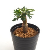 センナ メリディオナリス 【多肉植物 2.5号／1個売り】|多肉植物