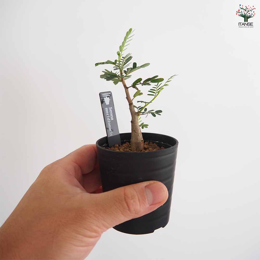 センナ メリディオナリス 【多肉植物 2.5号／1個売り】｜ 【植物の