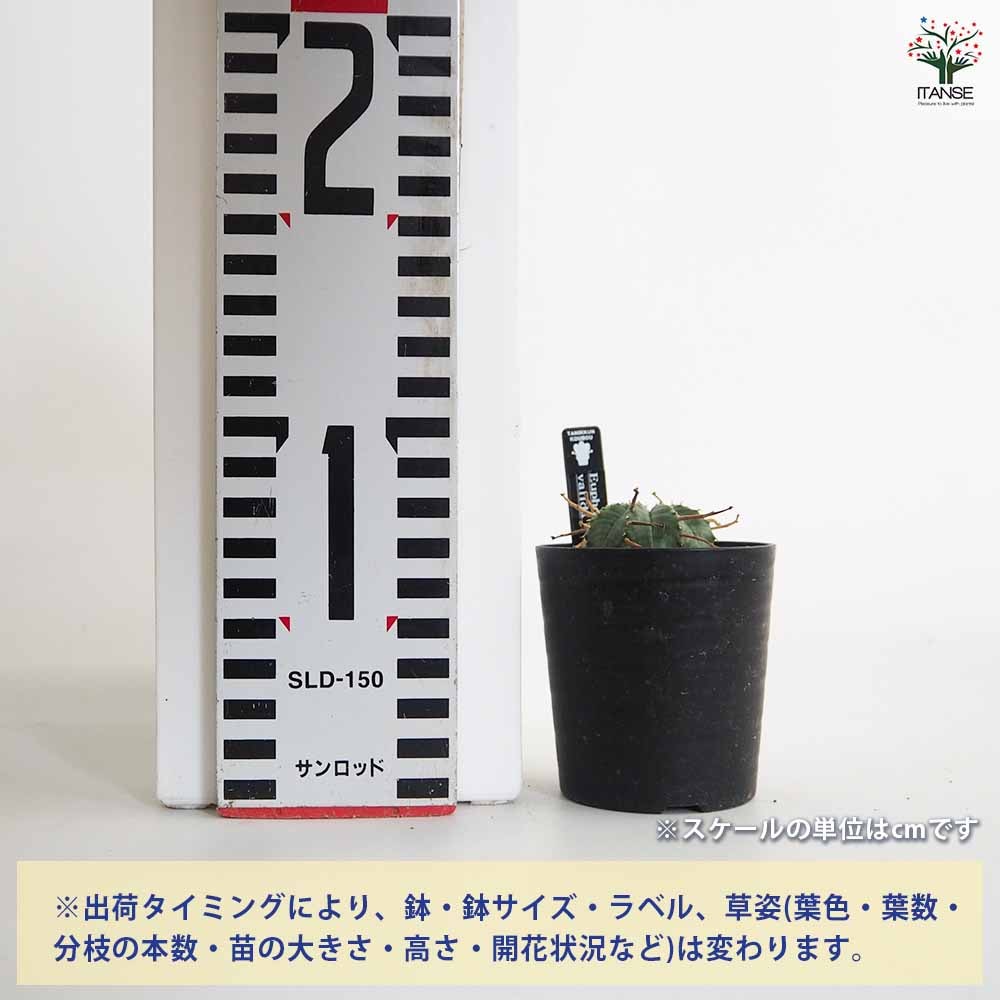 ユーフォルビア バリダ 【多肉植物 2.5号／1個売り】｜ 【植物の