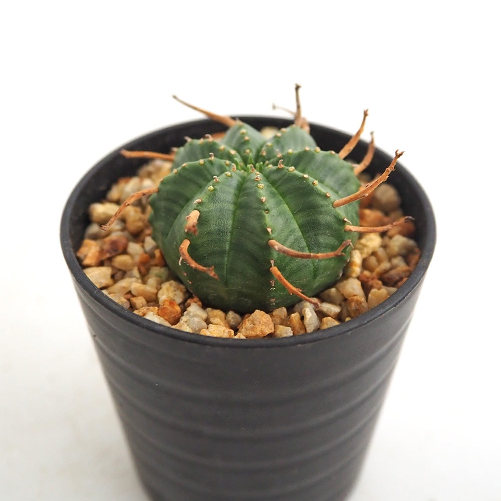 ユーフォルビア バリダ 【多肉植物 2.5号／1個売り】｜ 【植物の