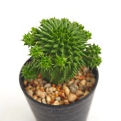 ユーフォルビア スザンナエ 【多肉植物 2.5号／1個売り】|多肉植物