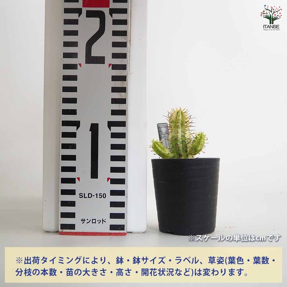 ユーフォルビア 紅彩閣錦 【多肉植物 2.5号／1個売り】｜ 【植物の