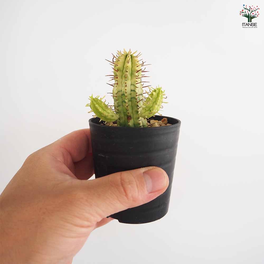 ユーフォルビア 紅彩閣錦 【多肉植物 2.5号／1個売り】｜ 【植物の