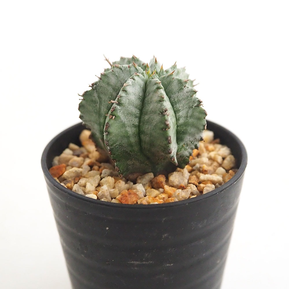 ユーフォルビア ホリダ 【多肉植物 2.5号／1個売り】