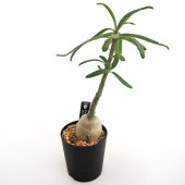 パキポディウム サキュレンタム 【多肉植物 2.5号／1個売り】|多肉植物