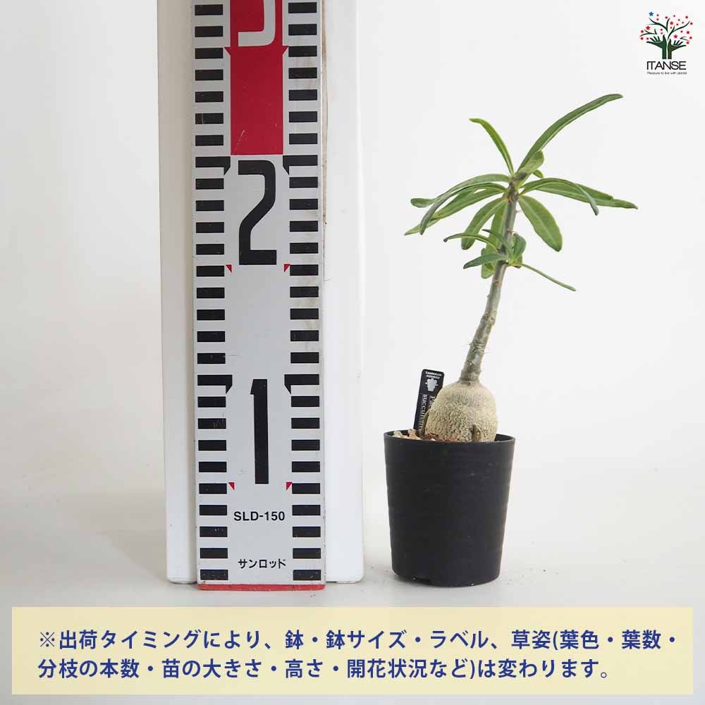 パキポディウム サキュレンタム 【多肉植物 2.5号／1個売り】｜ 【植物