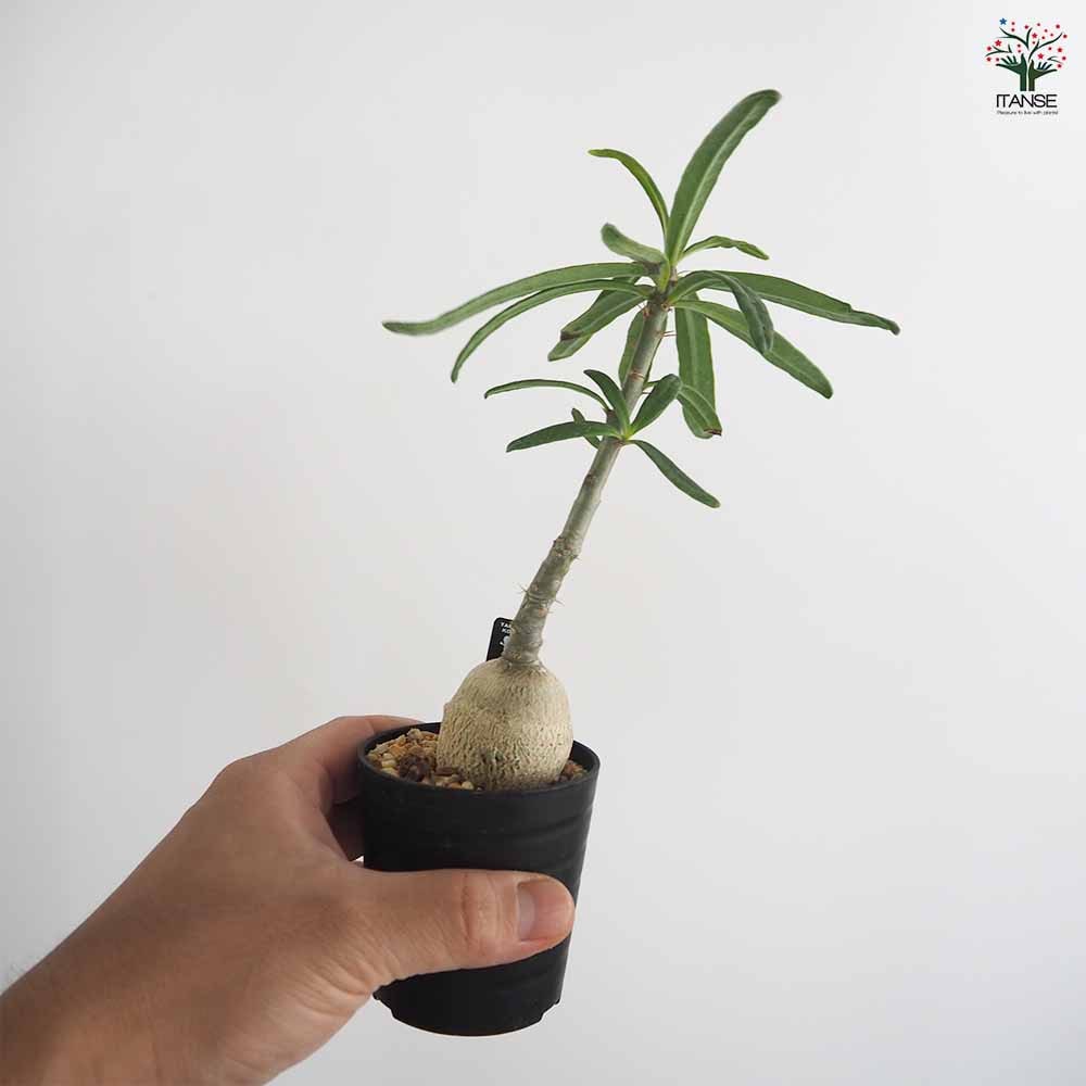 パキポディウム サキュレンタム 【多肉植物 2.5号／1個売り】｜ 【植物