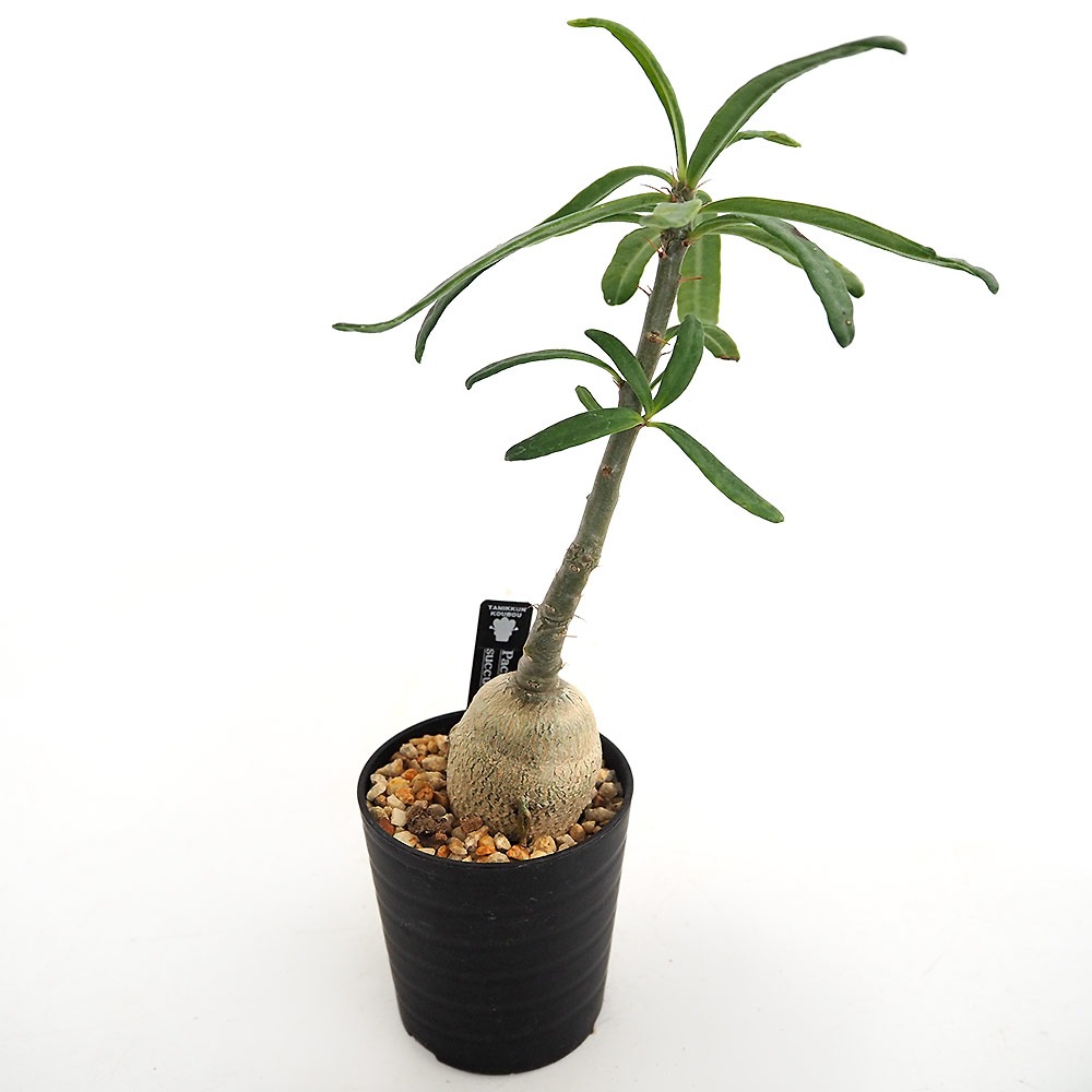 パキポディウム サキュレンタム 【多肉植物 2.5号／1個売り】