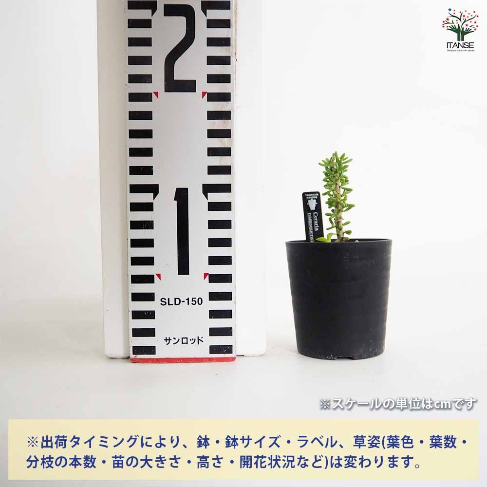 ケラリア ナマクエンシス 【多肉植物 2.5号／1個売り】｜ 【植物の