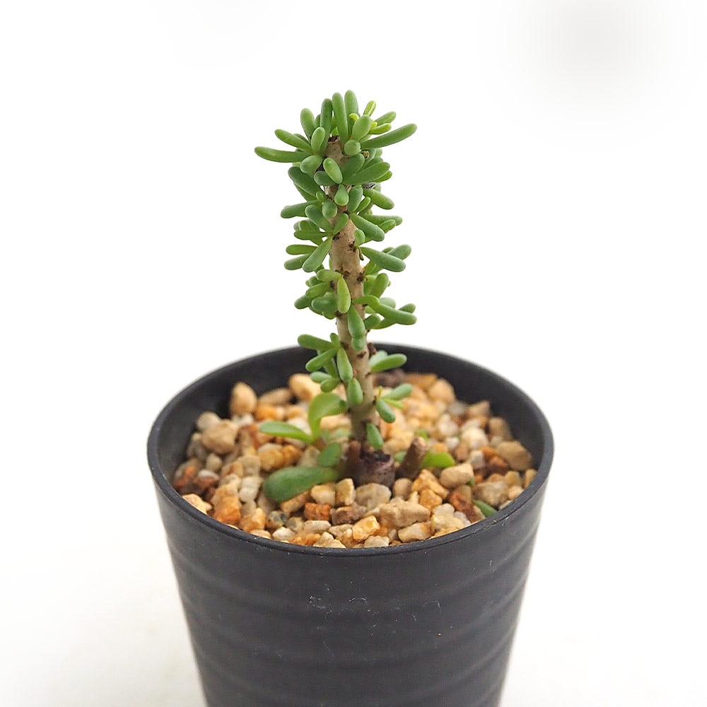 ケラリア ナマクエンシス 【多肉植物 2.5号／1個売り】｜ 【植物の