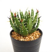 アロエ エリナケア 【多肉植物 2.5号／1個売り】|多肉植物