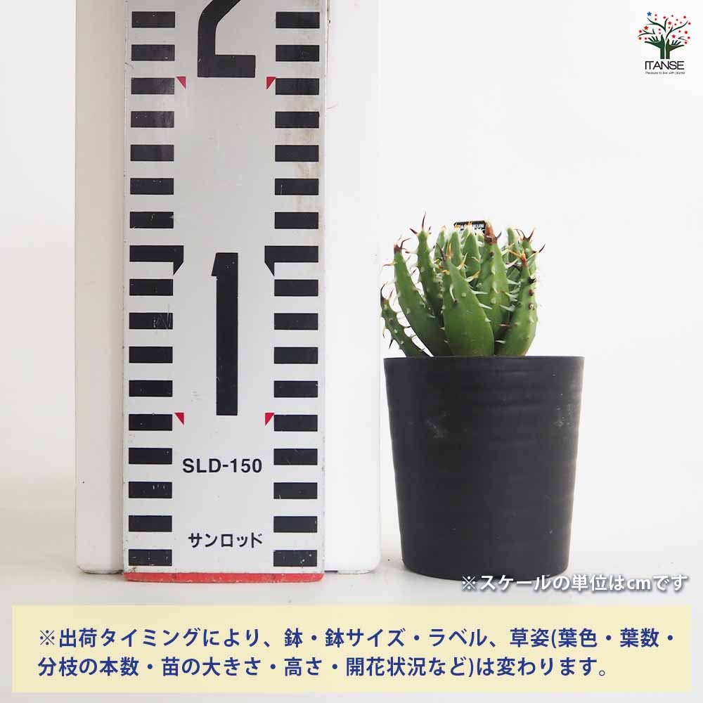 アロエ エリナケア 【多肉植物 2.5号／1個売り】｜ 【植物の
