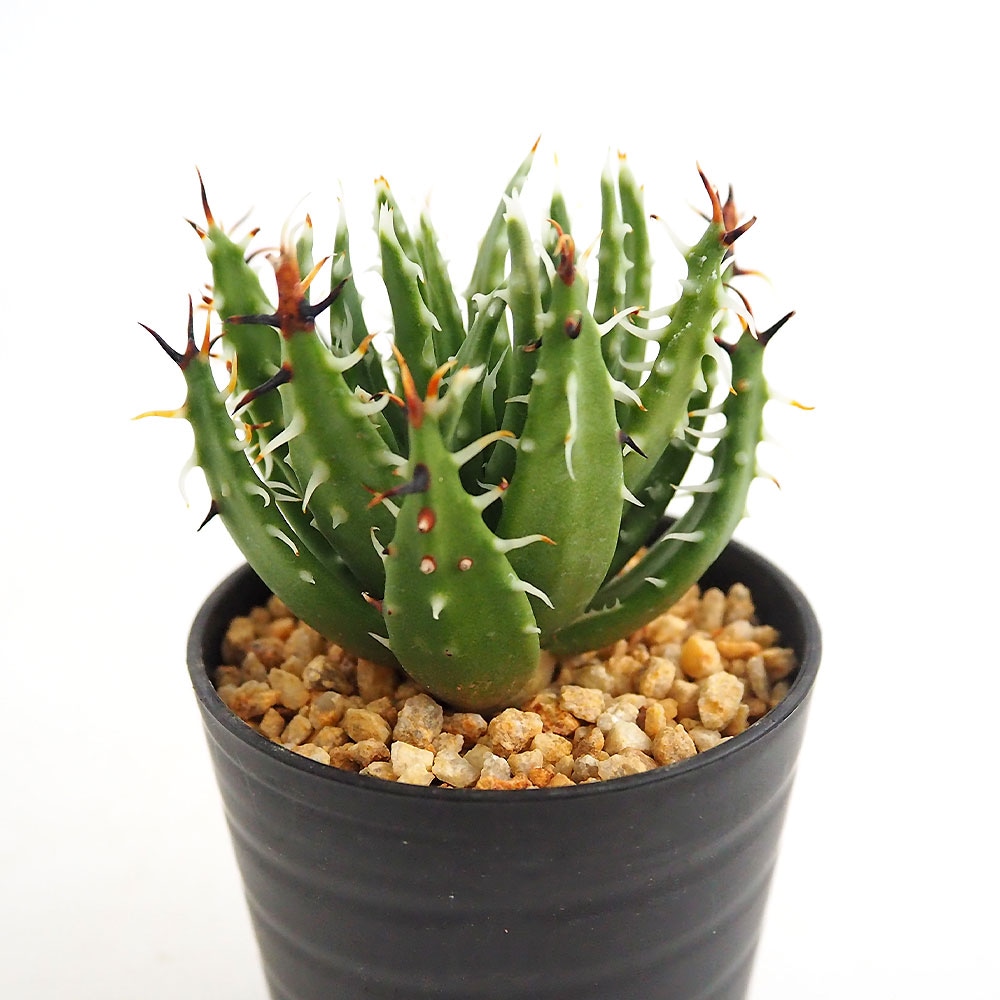 アロエ エリナケア 【多肉植物 2.5号／1個売り】