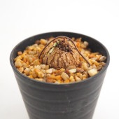 ステファニア エレクタ 【多肉植物 2.5号／1個売り】|多肉植物